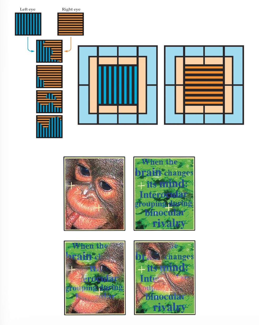 <p><u>Development of Binocular Vision: Cooperation &amp; Rivalry</u></p><p><span style="color: rgb(92, 245, 11);">Cooperation <u>enables stereopsis/disrupt development</u>,</span> <span style="color: rgb(6, 115, 251);">while rivalry can <u>enables stereopsis/disrupt development</u>.</span></p><p class="p2">• Binocular cooperation: ?</p><p class="p1">• Binocular rivalry: ?</p><p class="p2">• <span style="color: rgb(229, 9, 253);">__</span>: The stronger image is prioritized while the other is temporarily suppressed.</p><p class="p1"><span style="color: rgb(246, 101, 7);">• In misaligned eyes, rivalry leads to __, affecting stereo vision.</span></p>