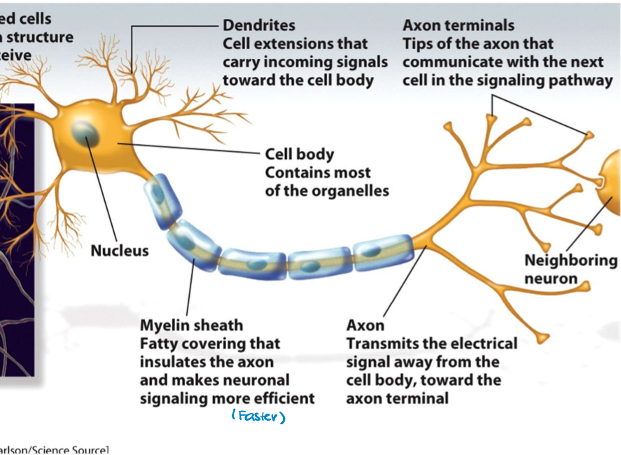 <p>fatty covering that insulates the axon and makes neuronal signaling more efficient (Single segment of the multicellular membrane structure)</p>