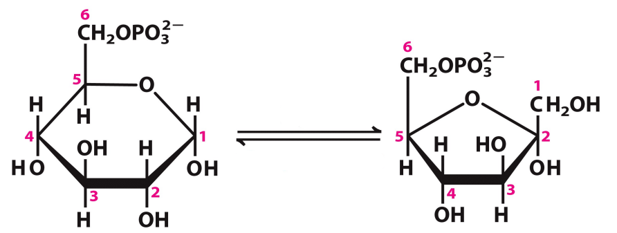 <p>What enzyme catalyzes this reaction? What are the intermediates, if any?</p>