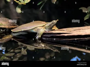 <p>eats anything that will fit in its mouth; streams and rivers; nondescript shell, black little spots; tiny projections on carapace; tubular nose</p>