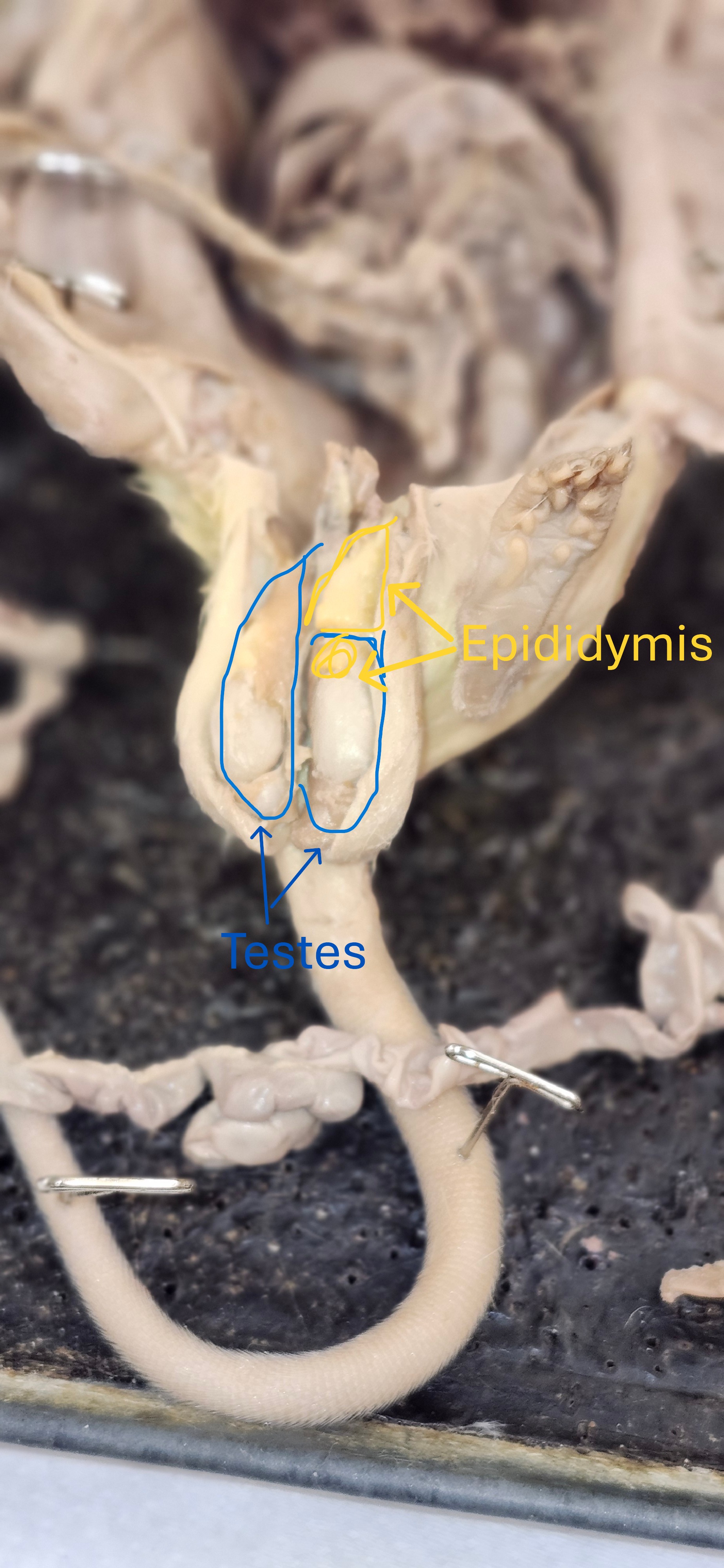 <p>testes, epididymis</p>