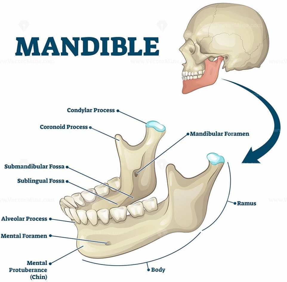 <ul><li><p>Single bone forming the lower jaw </p></li><li><p>Forms the only movable joint in the skull </p></li><li><p>Has two projections </p></li></ul><p></p>