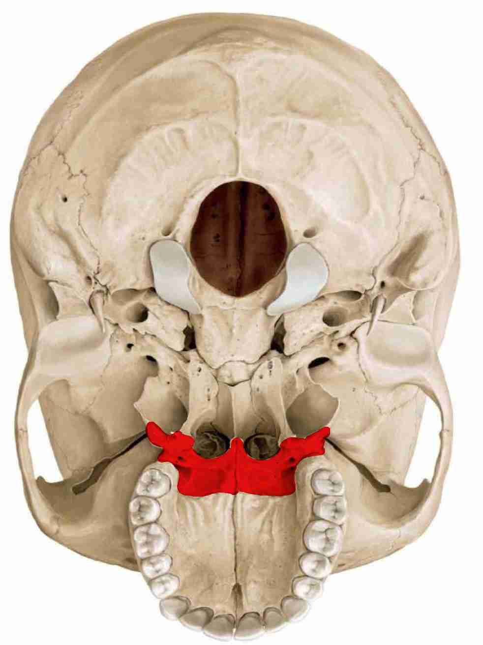<p>paired, hidden, help form nasal cavity and hard palate (back 1/4)</p>