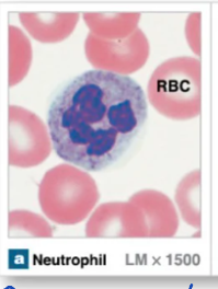 <p>Rapid responders to infections → bacterial and acute infections</p><ul><li><p>Granules stain light purple and are in  the nucleus</p></li><li><p>Nuclei have 2-5 lobes</p></li><li><p>Capable of phagocytosis</p></li><li><p>Most abundant leukocyte</p></li></ul><p></p>