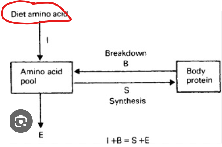 <p>In humans, where does nitrogen primarily come from </p>