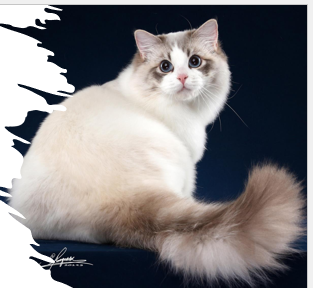 <p>large size, heavy boned, long tail, plush coat, calm, peaceful, docile, have color point gene </p><p>12-15 years </p>
