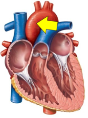 <p>Name the red vessel.</p>