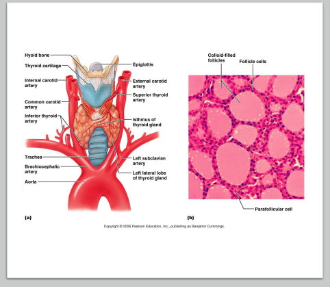 <ul><li><p>located in throat just inferior to larynx </p></li><li><p>two lobes joined by central mass or isthmus </p></li></ul><p></p>