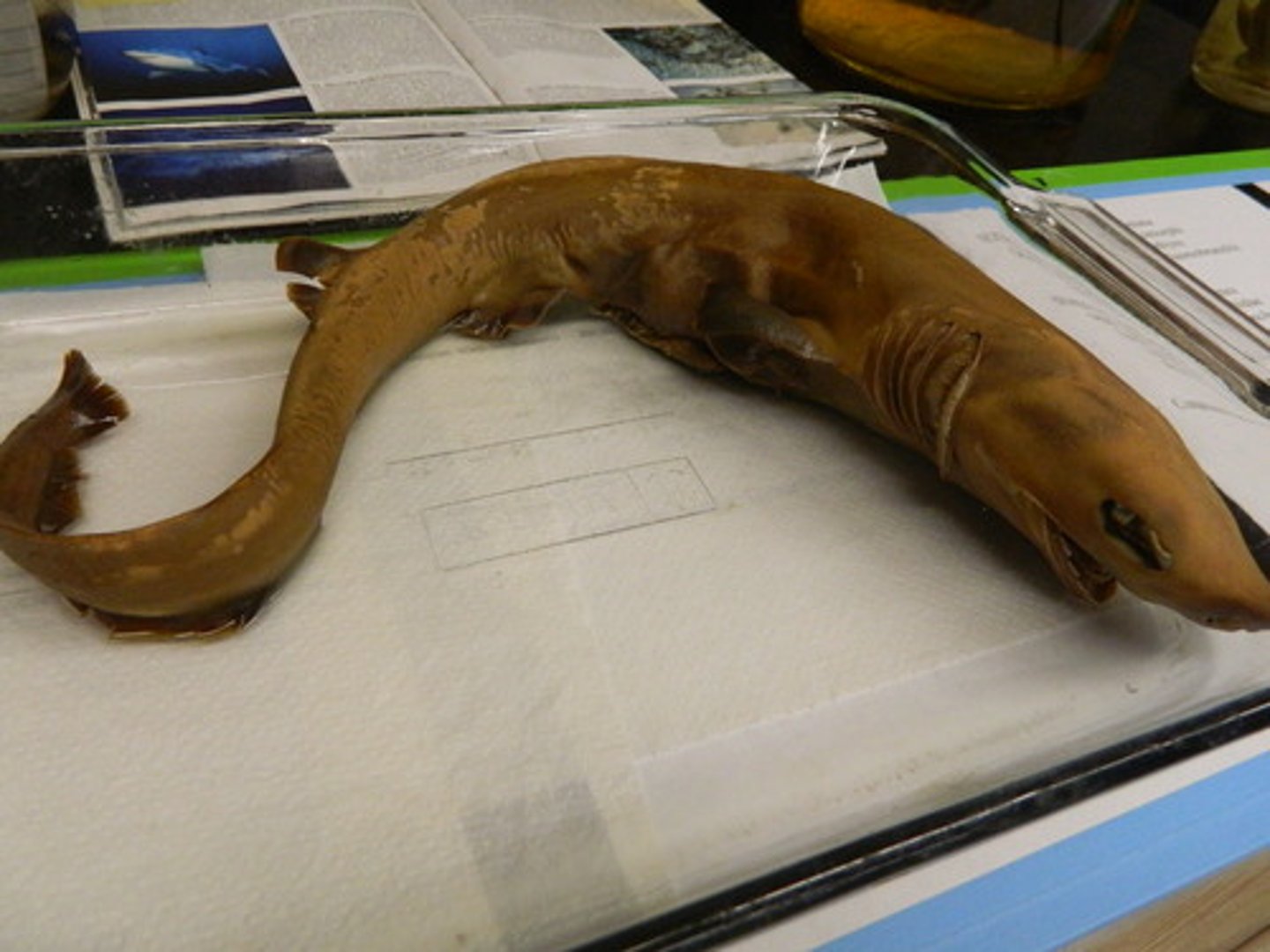 <p>The Frilled shark has how many pairs of long gill slits with a frilled appearance created by extended gill filament tips, giving its name.</p>