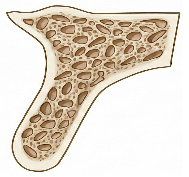 <p><span>Composed of a thin layer of cortical bone surrounded by a core of dense trabecular bone, takes </span><span style="color: rgb(255, 0, 0);">6 months </span><span>to integrate</span></p>