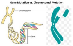 <p>mutation that affects the number or structure of whole chromosomes</p>