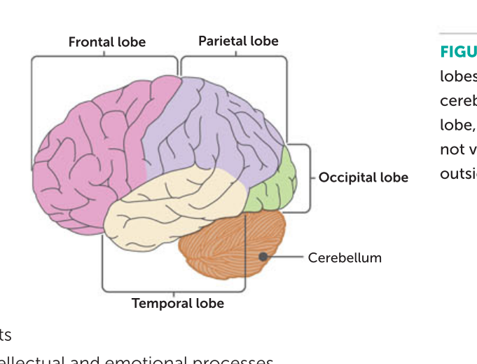 <p>processing temperature touch taste pain and movement</p><p></p>