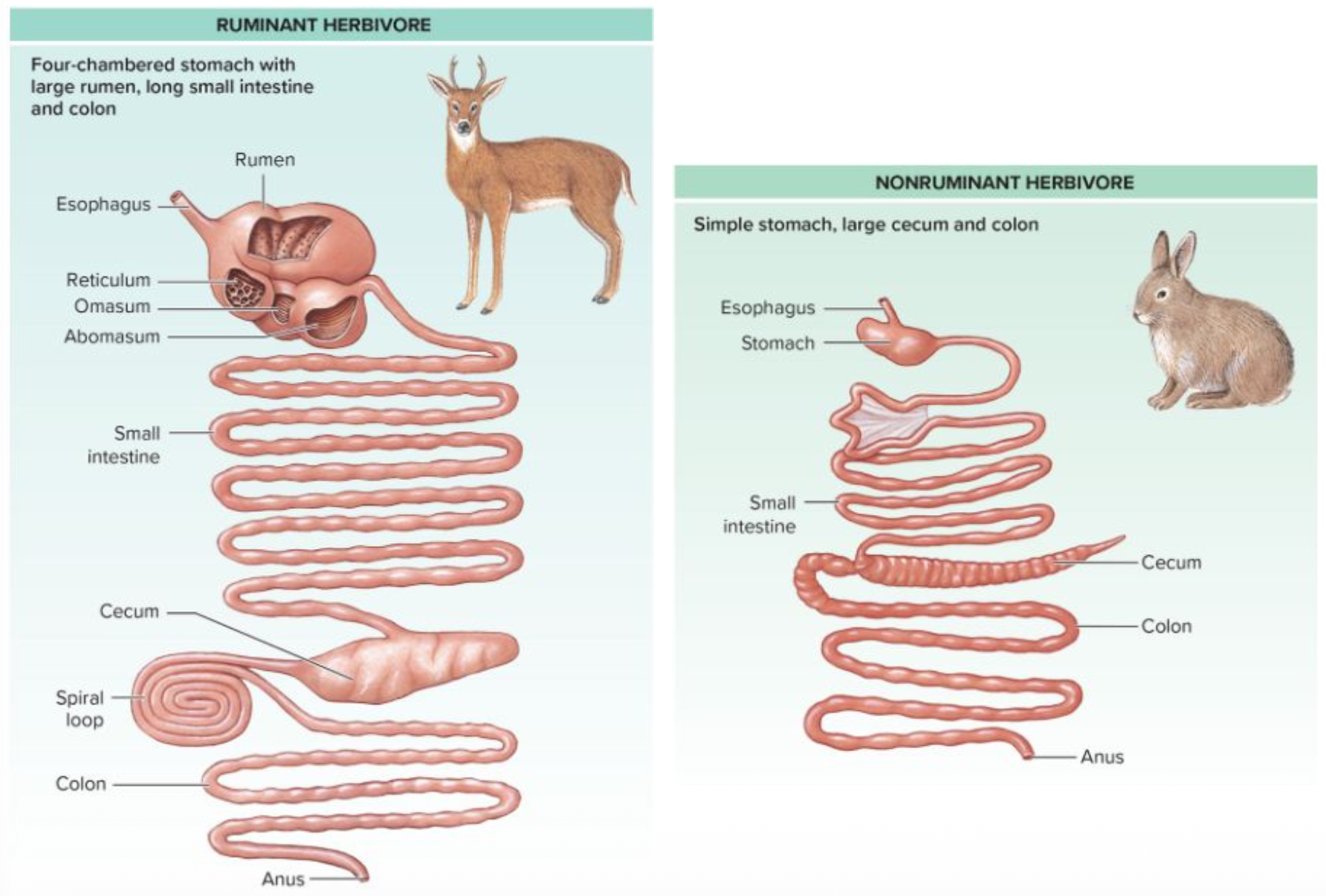 <p>Browsers and grazers – ?</p><p class="p1">Gnawers – ?,?,?</p><p class="p1">Herbivores generally have <u>large, long/small, short</u> digestive tracts and must eat a considerable amount of plant food to survive.</p>