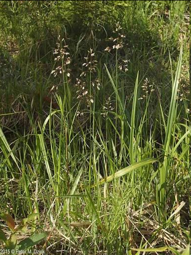 <p><span style="font-family: "Open Sans"; font-size: large;"><strong><u>Hierochloe odorata - Sweetgrass</u></strong></span></p>