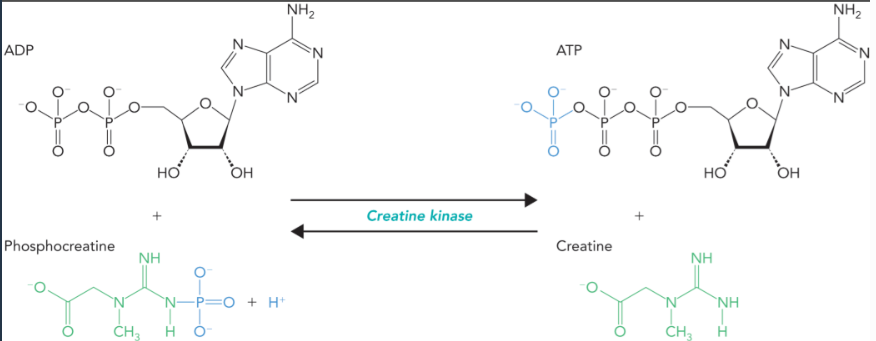 <ul><li><p>catalyzes a reversible phosphoryl transfer reaction with ADP and phosphocreatine that generates ATP and creatine when a more sustained level of muscle activity is needed </p></li><li><p>resynthesizes phosphocreatine from ATP and creatine when ATP pools return to normal </p></li></ul><p></p>