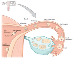 <p>- Fallopian tubes</p>