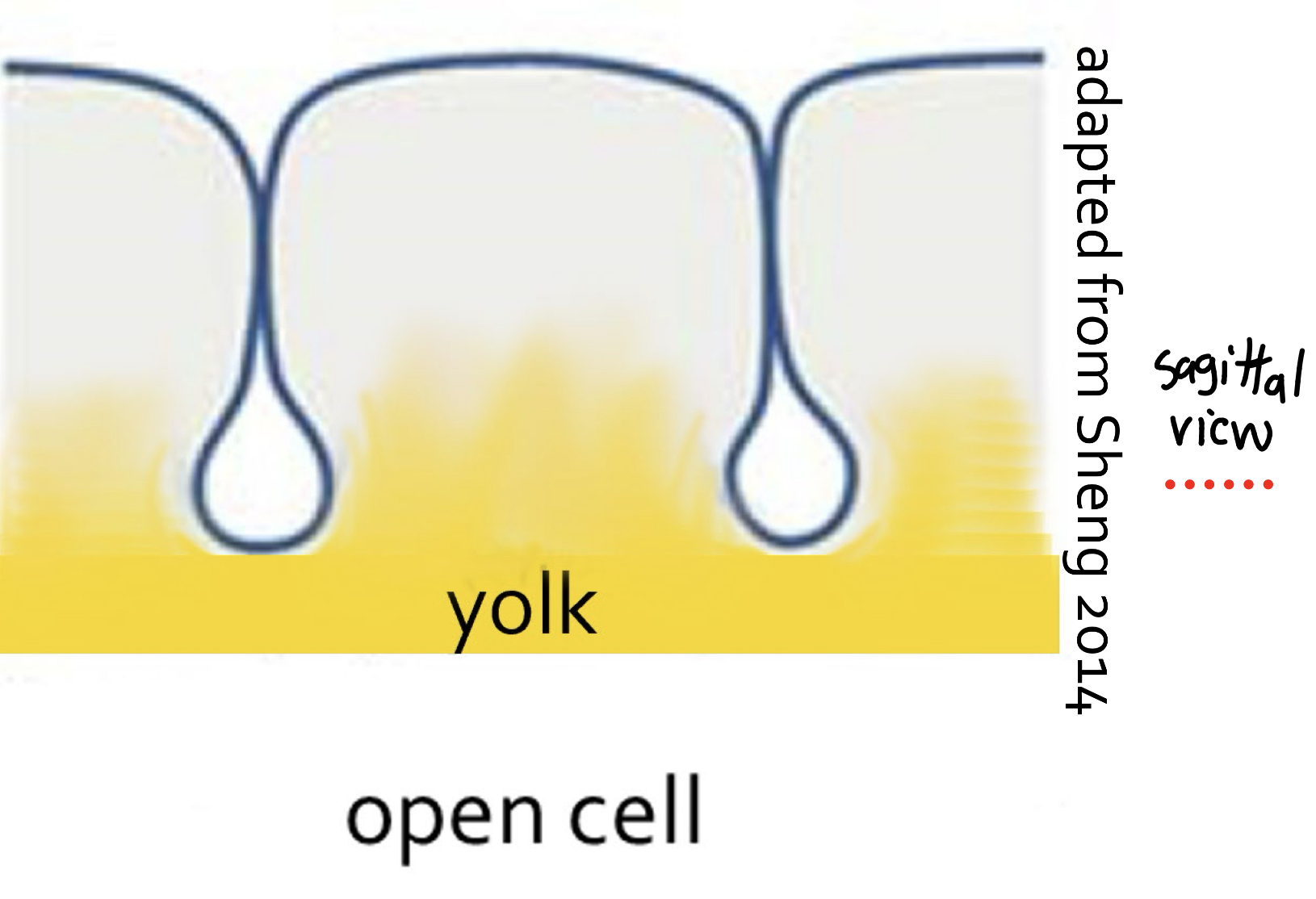 <p>Avian cleavage: Meroblastic 1-16 divisions</p>