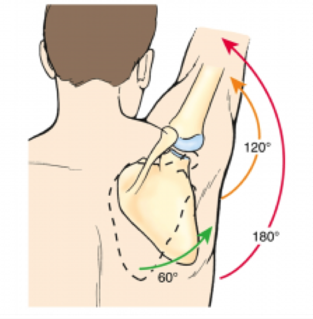<p>Glenohumeral joint is paired with shoulder girdle to accomplish total shoulder range of motion </p><p>Scapulohumeral Rhythm </p><ul><li><p>Synergistic relationship</p></li><li><p>2 to 1 ratio</p><ul><li><p>For every 2 degrees of glenohumeral motion, there is 1 degree of scapular motion</p></li><li><p>May vary within and between individuals </p></li></ul></li></ul><p></p>