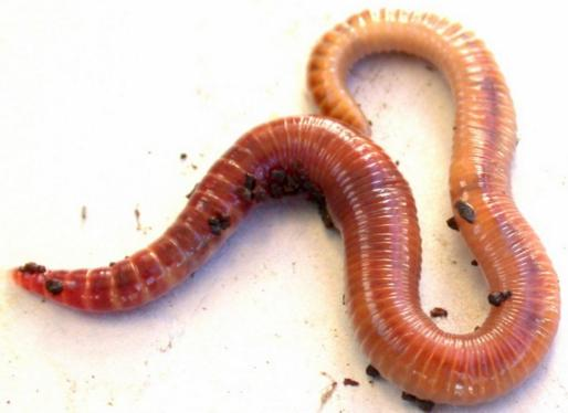<ul><li><p>segmented worms</p></li><li><p>15,000 species</p></li><li><p>setae = chitinous bristles</p></li><li><p>parapodia</p></li></ul><p></p>