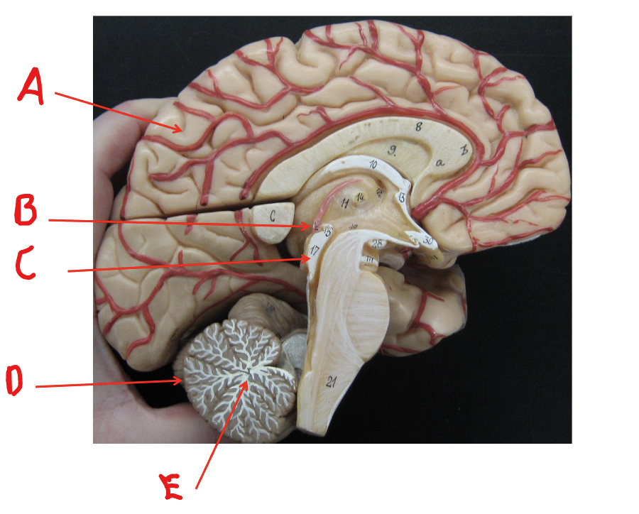 <p>Label C</p>