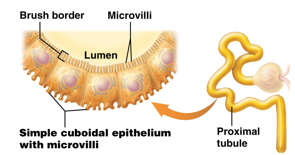 <p><strong>First and longest </strong>segment of the renal tubule.</p><ul><li><p>Walls made of <strong>simple cuboidal epithelial cells</strong> with <strong>prominent microvilli</strong></p><ul><li><p>Project into the tubule lumen to form the <strong>brush border</strong></p></li><li><p><strong>Greatly increases surface area</strong> of this region</p></li></ul></li></ul><p></p>