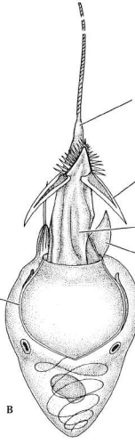 <p>¿Qué orgánulo es? ¿Qué señalan las flechas?</p>