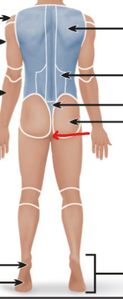 <p>the butthole </p>