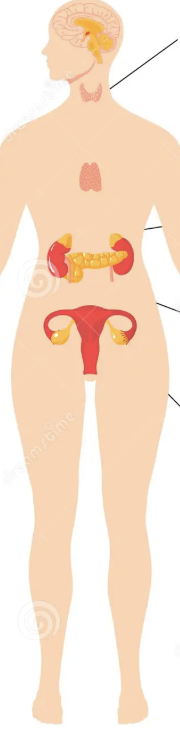 <p>produce and secrete hormones</p>