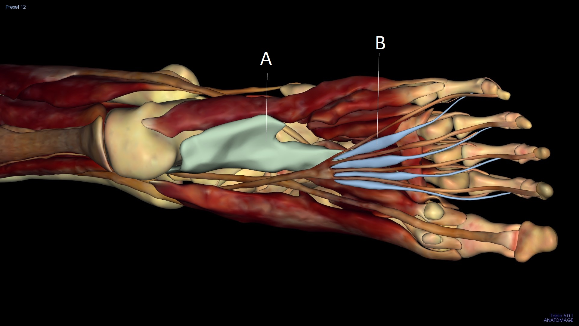 <p>B</p>
