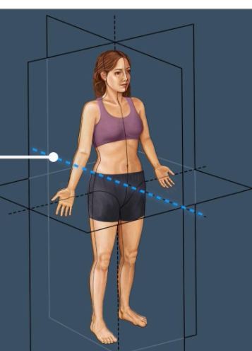<p> anterior to posterior.</p>