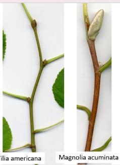 <p>1 leaf per node, distichous is two opposite vertical rows</p>