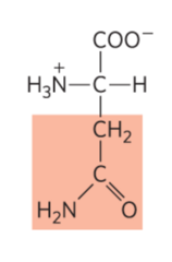 <p>Asn, N</p>