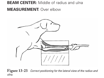 <p>Lateral view of radius and ulna</p>