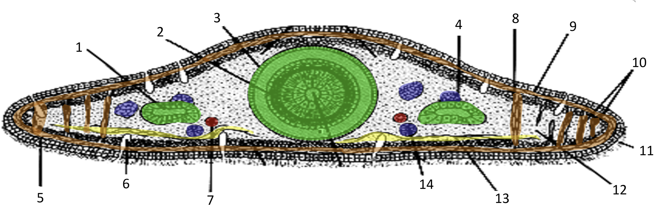 <p>10</p>