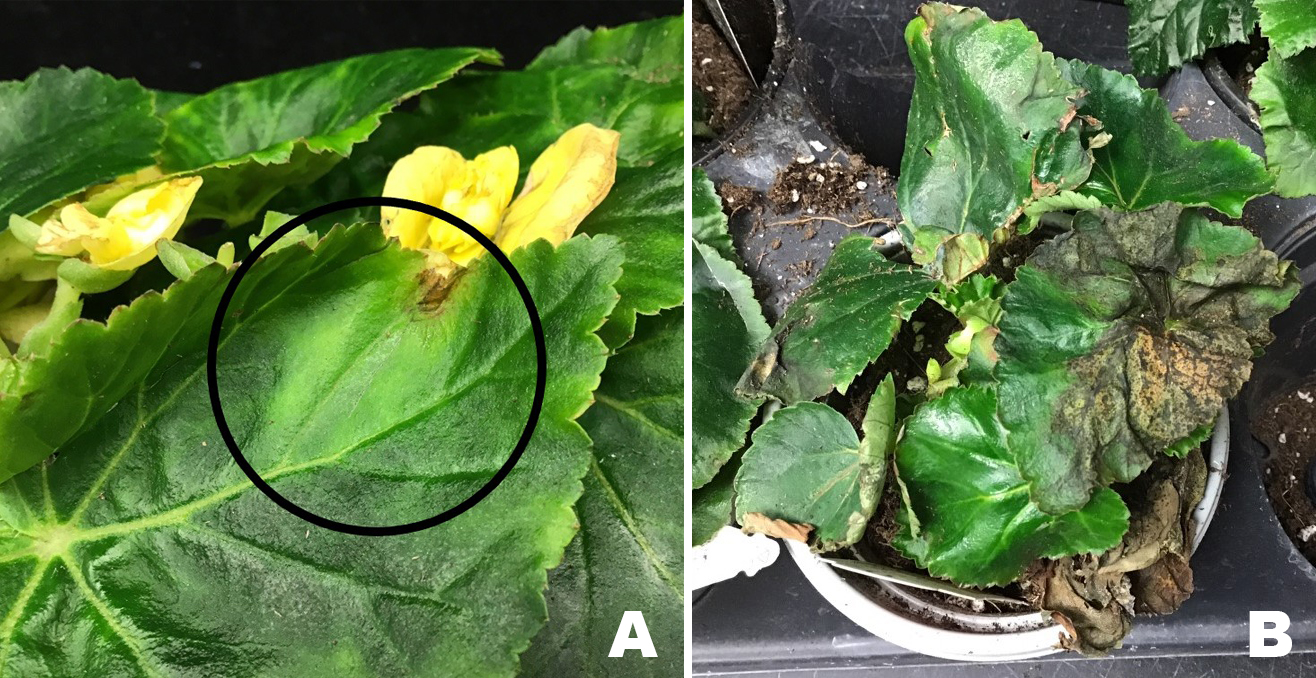 <p>307 Begonia sp., Reiger Begonia</p>