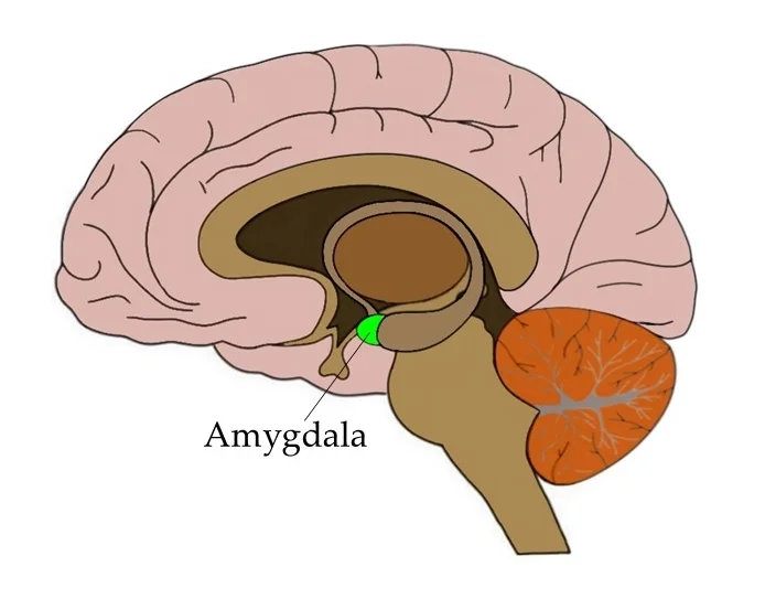 <p>Amygdala</p>