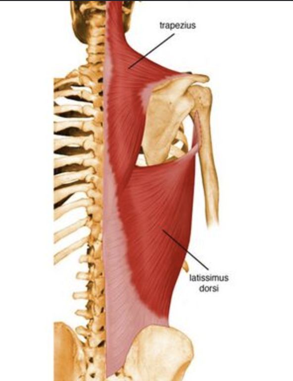 <p>widest and largest muscle in the human back </p><ul><li><p>covers the whole bottom portion of the back, everything below the trapezius</p></li></ul><p></p>