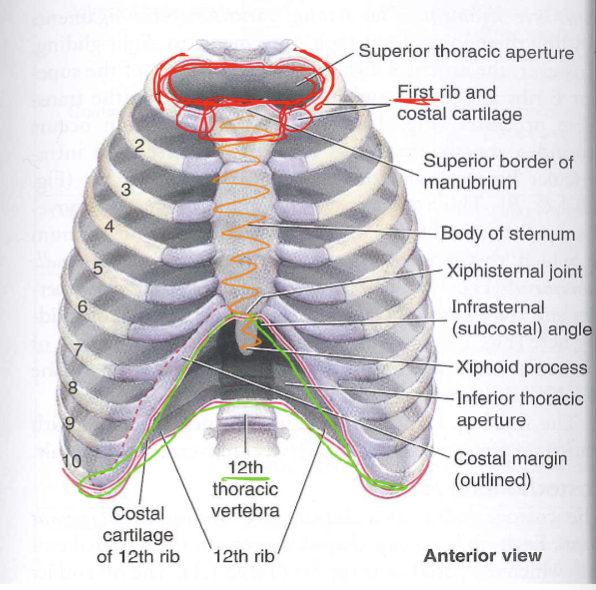<p><span><strong>Superior border: </strong>thoracic inlet or superior thoracic<br>aperture</span></p><ul><li><p><span>kidney-shaped opening formed by T1<br>vertebra, 1st pair ribs & sup. margin of<br>manubrium</span></p></li><li><p><span>includes:<br>• apex of lungs<br>• common carotid artery<br>• internal jugular vein<br>• subclavian artery & vein<br>• esophagus & trachea<br>• brachial plexus<br>• (clavicles close, but not part of it)</span></p></li></ul><p></p><p><span><strong>Inferior boarder:</strong> wide opening formed by T12<br>vertebra, 12th pair ribs, & costal arch<br></span></p><p><span><strong>Anterior boarder:</strong> sternum, ribs & costal cartilages<br></span></p><p><span><strong>Posterior boarder:</strong> thoracic vertebrae & ribs<br></span></p><p></p>