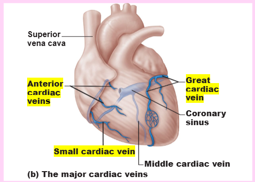 <p>heart, <strong>anastomoses</strong>, collateral</p>