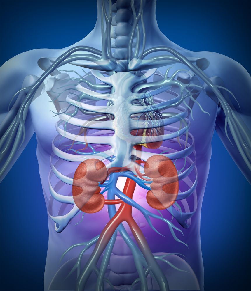 <p><span style="background-color: transparent;">Paired organs located behind the <strong>peritoneal membrane</strong> (retroperitoneal). Bean-shaped, and about the size of an adult fist. Located laterally in the flank area (side of the torso), about the level of the twelfth thoracic vertebra to the third lumbar vertebra.</span></p>