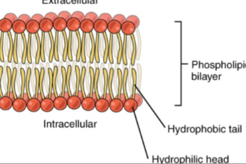 <ul><li><p>composition: <strong>glycerol &amp; 2 fatty acids</strong>, a phosphate &amp; various organic groups</p></li><li><p>are amphipathic molecules</p><ul><li><p>polar head (hydrophilic): glycerol, phosphate, organic groups</p></li><li><p>2 nonpolar tails (hydrophobic): fatty acids</p></li></ul></li><li><p>function: component of membranes <strong>(plasma membrane), </strong>serves as chemical barriers of cell membranes</p></li></ul><p></p>