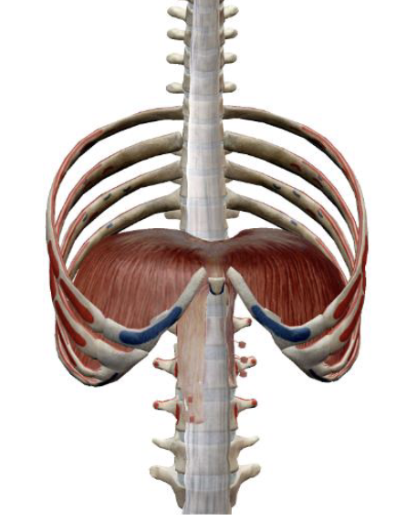 <p><span>which muscle, origin, insertion, innervation, and action is this</span></p>