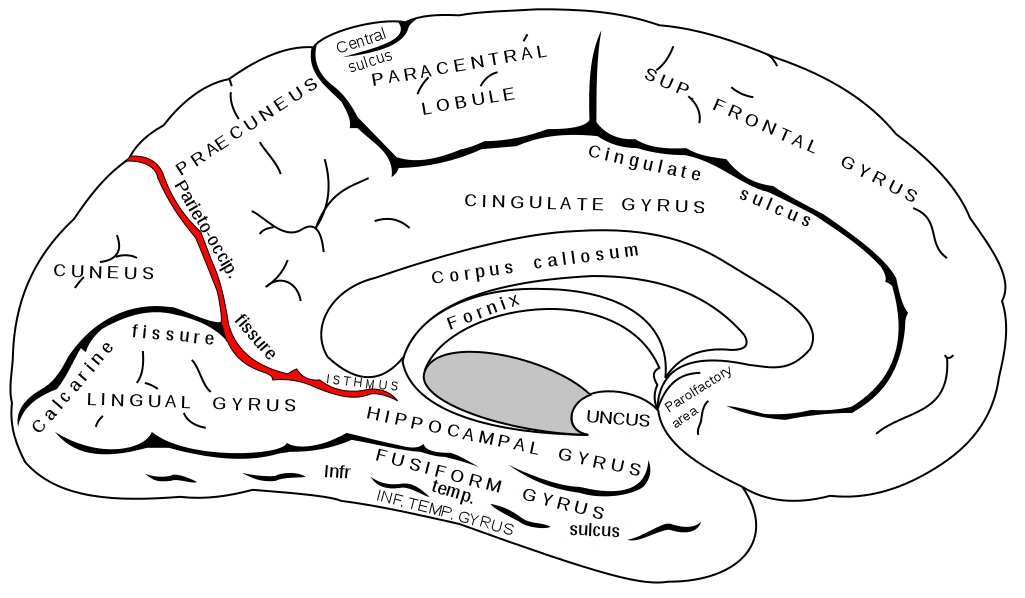 <p>Separates occipital lobe from the rest of the brain</p>