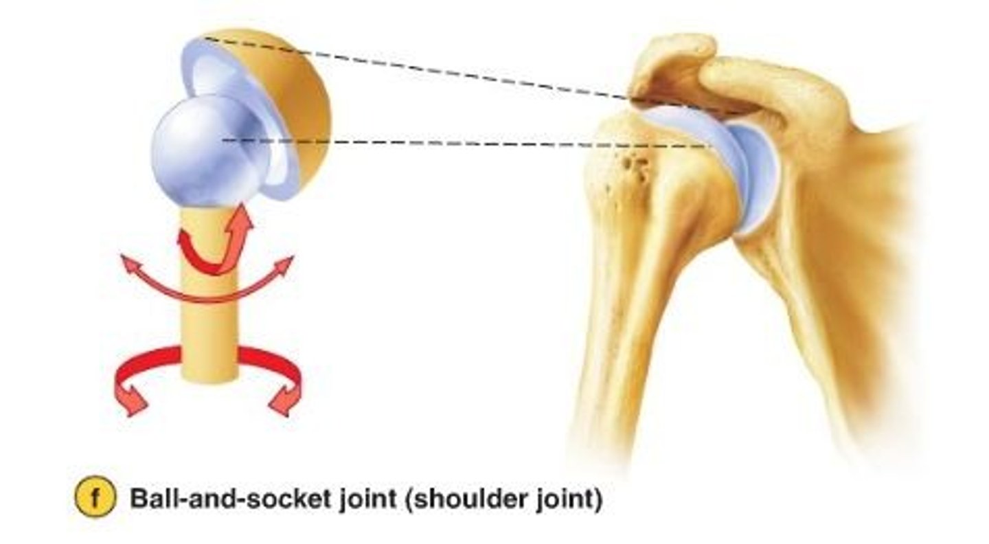 <p>The spherical head of one bone articulates with the cup-like depression of another bone, allowing for motion along multiple axes.</p><p>Example: Shoulder joints and hip joints</p>
