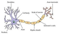 <p>-soma</p><p>-dendrites</p><p>-axon</p><p>-axon hillock</p><p>-terminal branches</p><p>-myelin</p><p>-ranvier nodes</p><p>-nerve (peripheral) or neural tract (central)</p>
