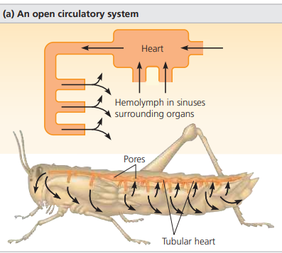 <p>Open circulatory system</p>