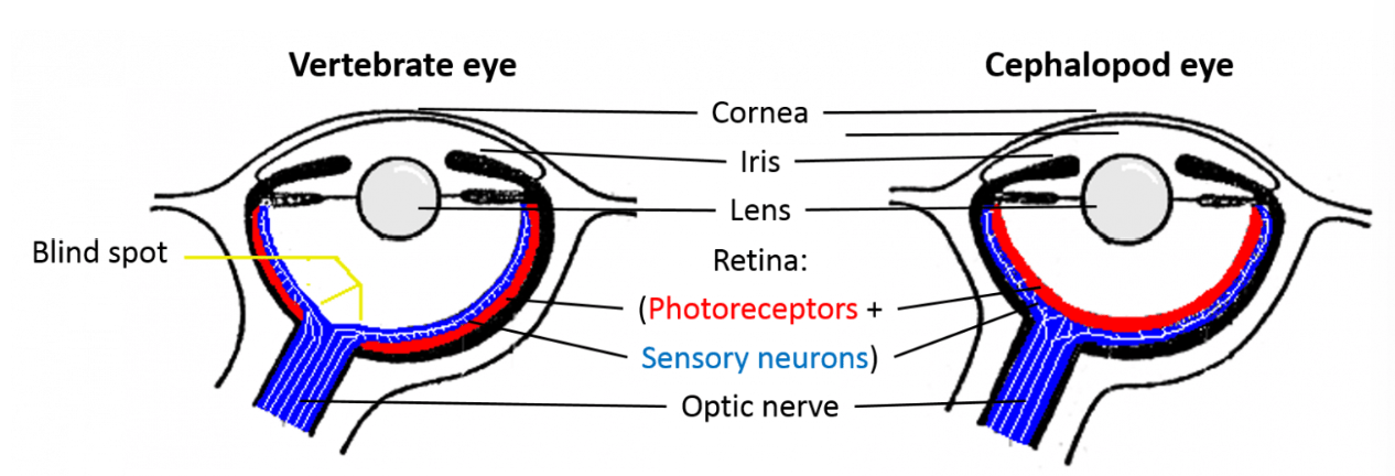 <ul><li><p>cephalopod eyes move the lens to focus rather than changing shape </p></li><li><p>vertebrate eyes have an inverted retina, where blood vessels and nerves are in front of the photoreceptor cells instead of behind </p><ul><li><p>results in vertebrates having blind spot as well as age-related macular degeneration, and increased chance of a detached retina</p></li></ul></li></ul><p></p>