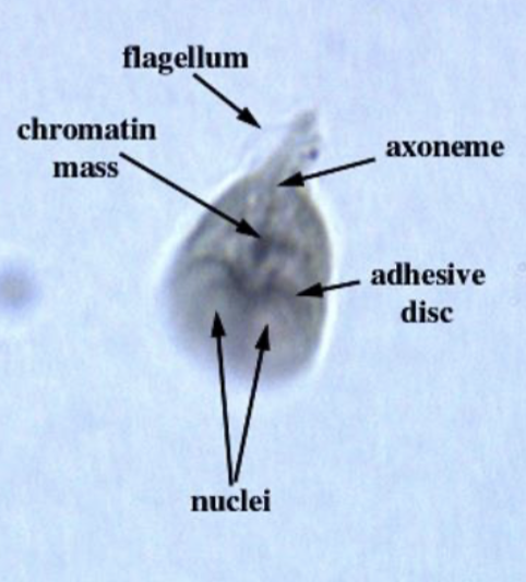 <p>*Axonemes (axostyles)</p><p>*Endosomes inside each nucleus</p>