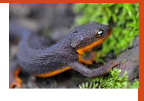 <p>name this animal</p>