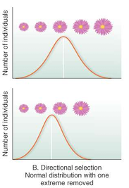 <p>Normal distribution with one extreme removed</p>